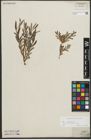 Foto von Salix repens subsp. incubacea (L.) A. Neumann
